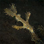 Solenostomus sp. B